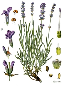 Lavandula_angustifolia_-_Köhler–s_Medizinal-Pflanzen-087