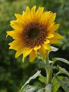 640px-A_sunflower